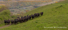 England-Dartmoor-The Dartmoor Cattle Drive